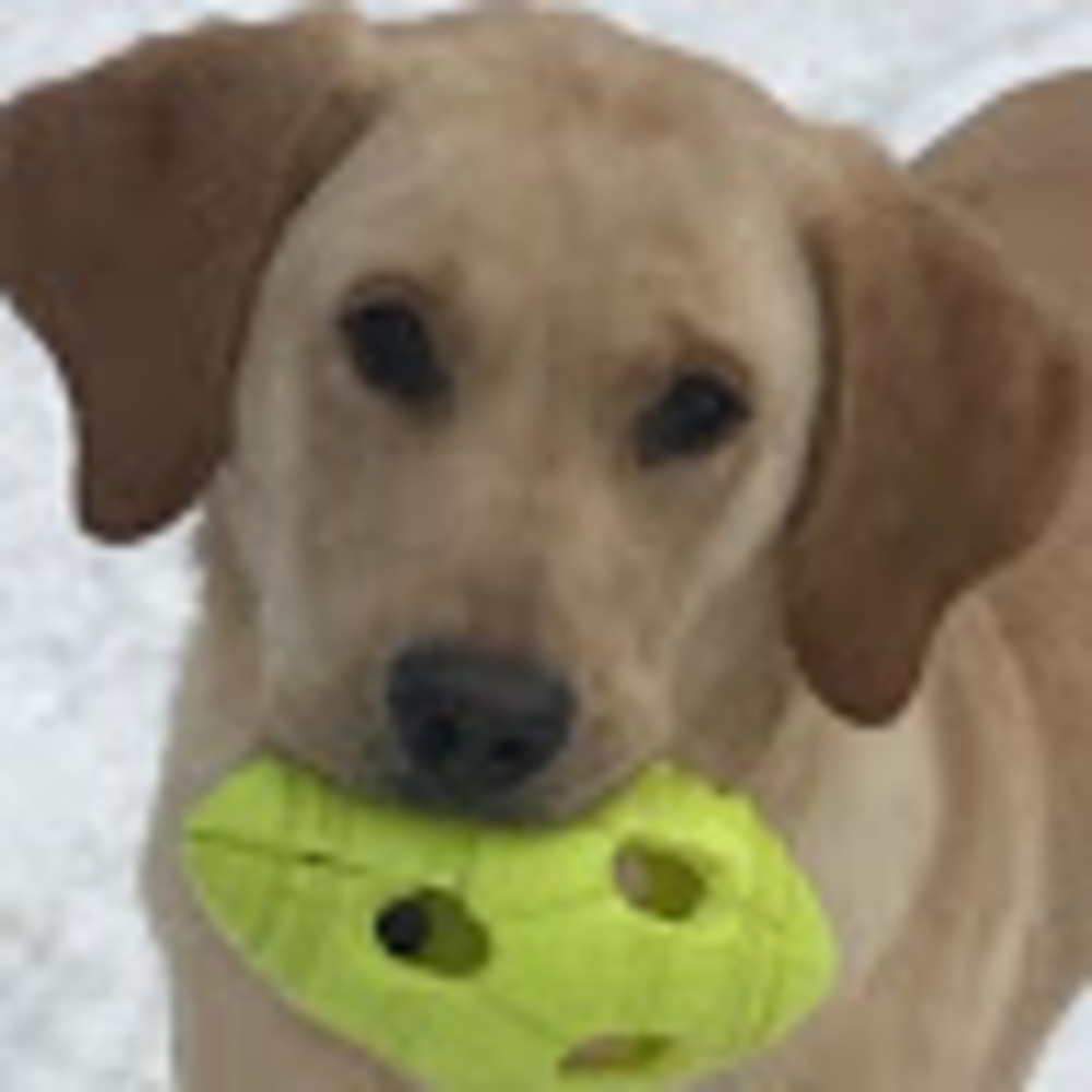 Meet your Posher, Special